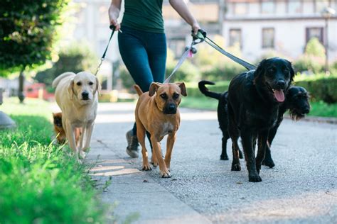 dog walking packages on offer in toronto